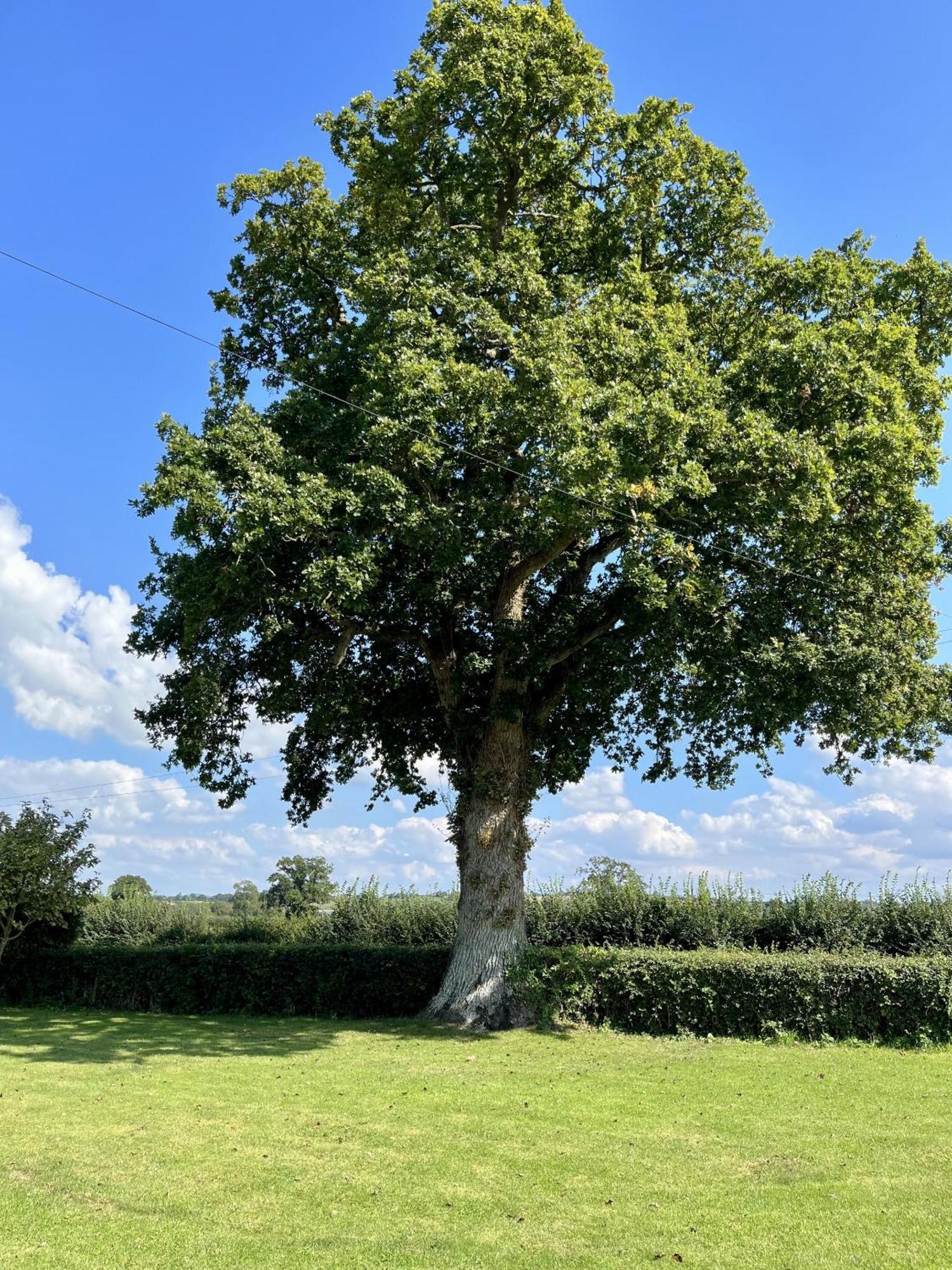 Priors Oak - A Cosy Studio With Countryside Views In Dorset Stalbridge Екстер'єр фото